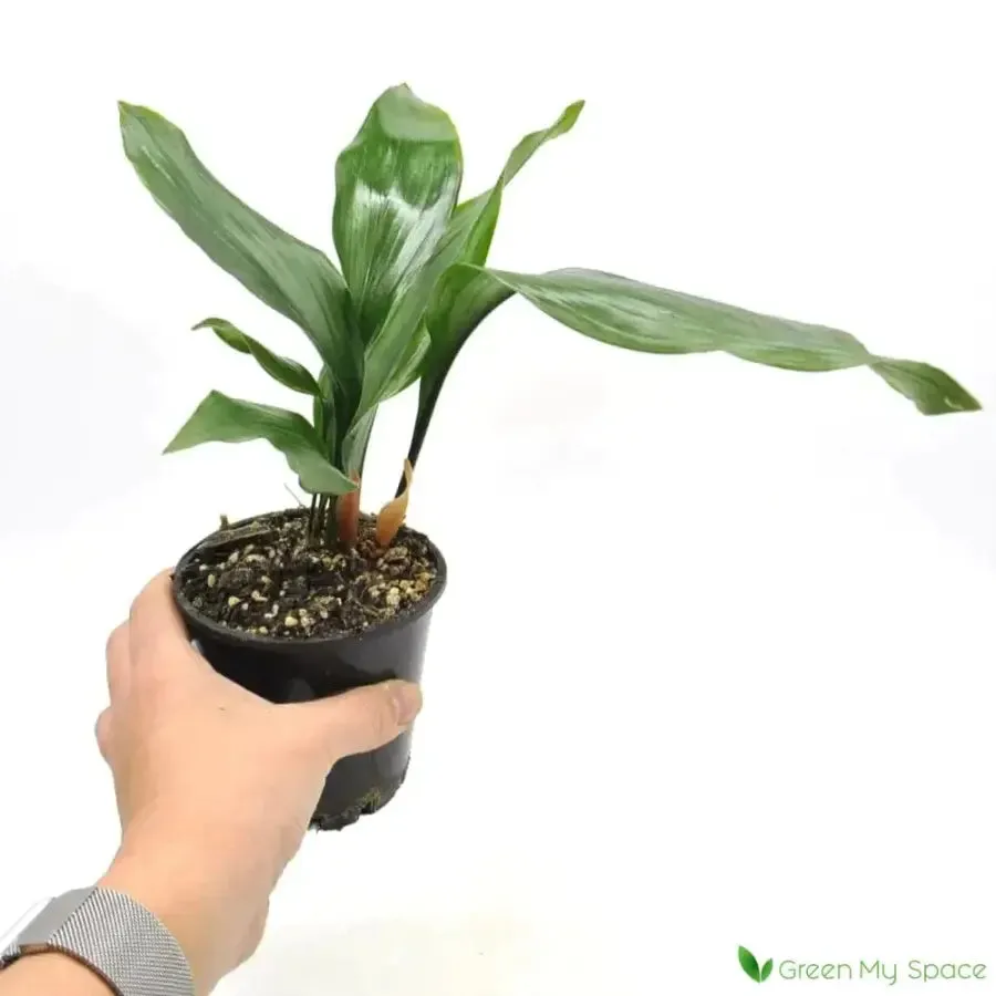 Aspidistra elatior (Cast Iron Plant)