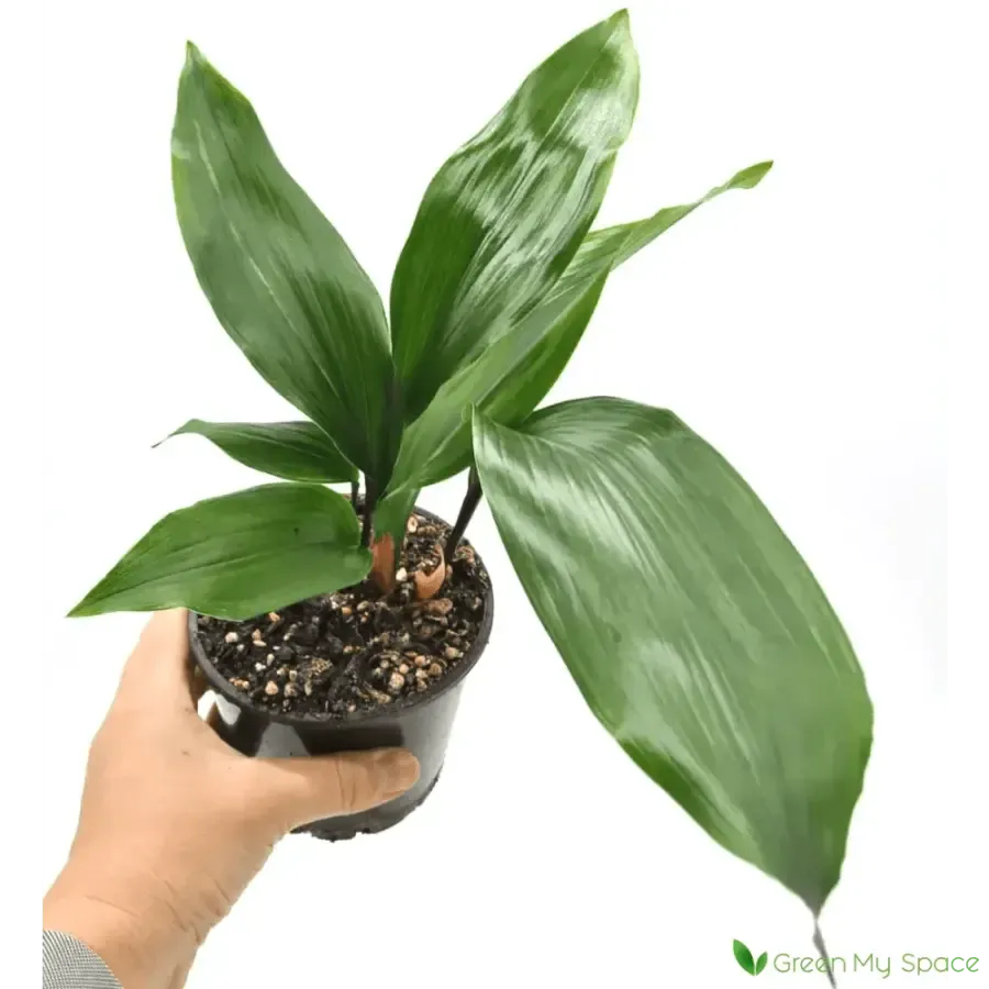 Aspidistra elatior (Cast Iron Plant)