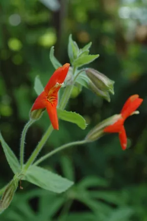 Mimulus cardinalis (Scarlet Monkey Flower)