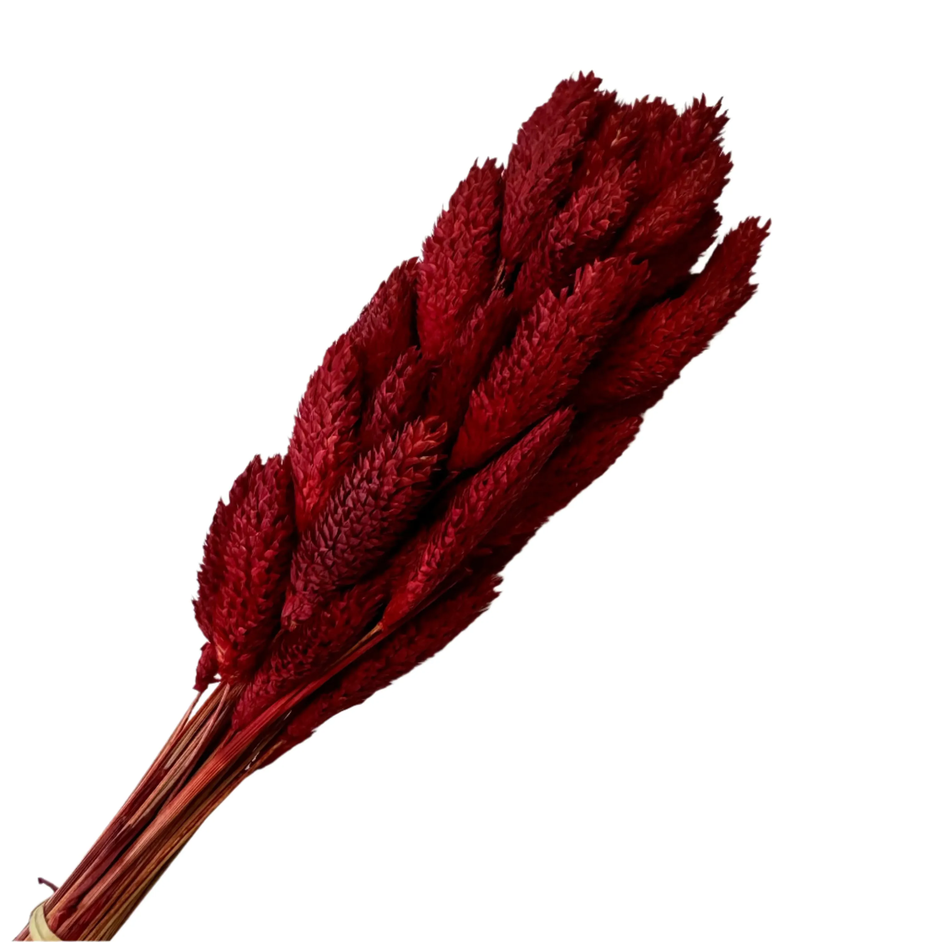 Natural Dried Phalaris Grass Flower Stem Bunch - Burgundy