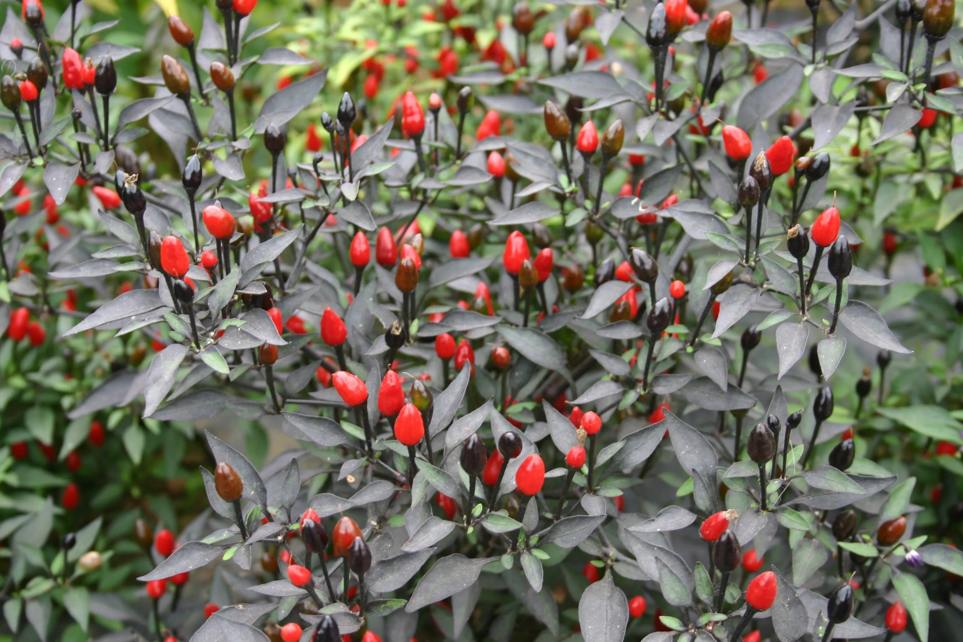 Pretty Purple Chilli Seeds