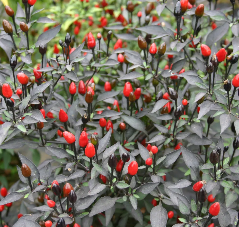 Pretty Purple Chilli Seeds