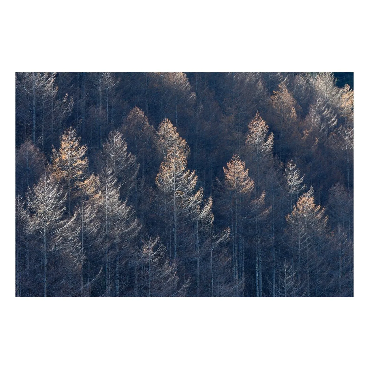 "Forest Patterns" | Nature Photography Print